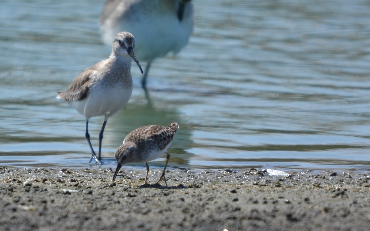 Least Sandpiper - ML655731893