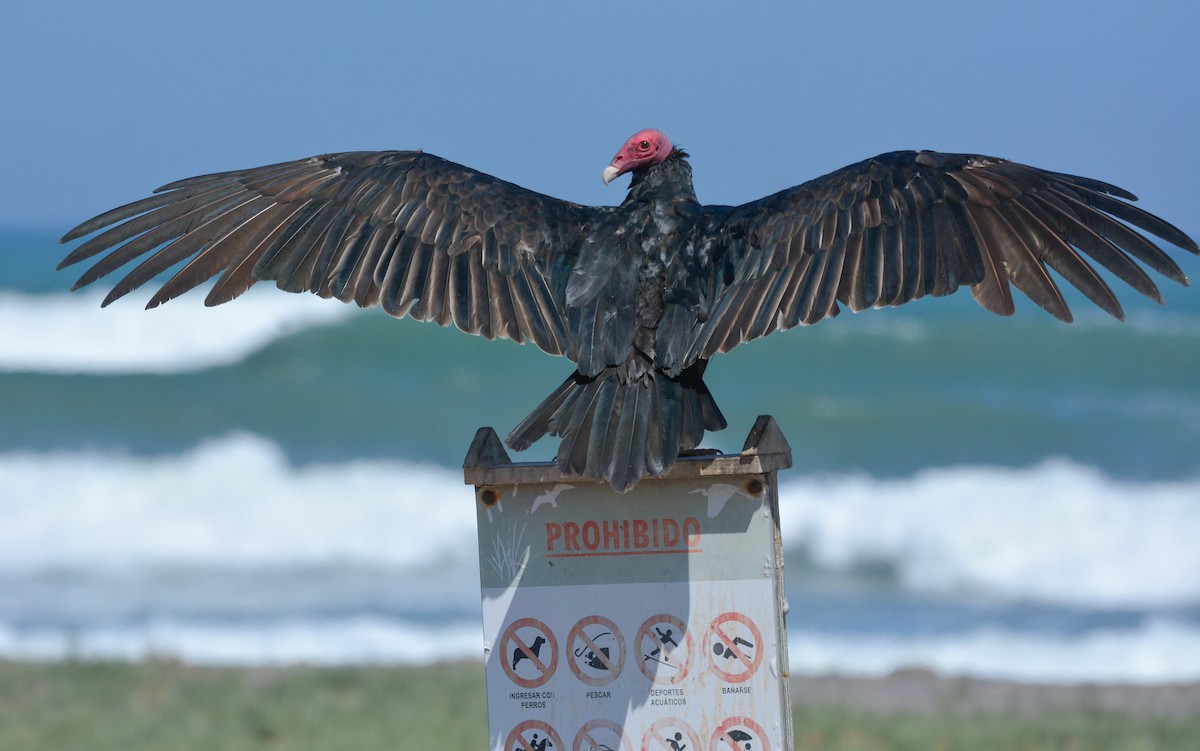 Turkey Vulture - ML655731921