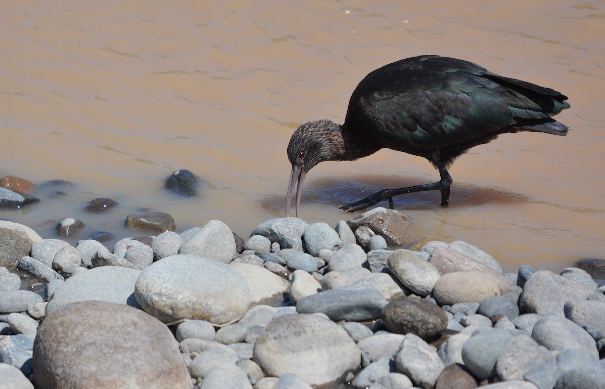 Puna Ibis - ML655731993