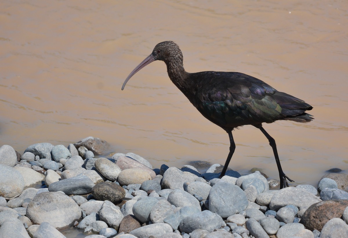 Puna Ibis - ML655731994