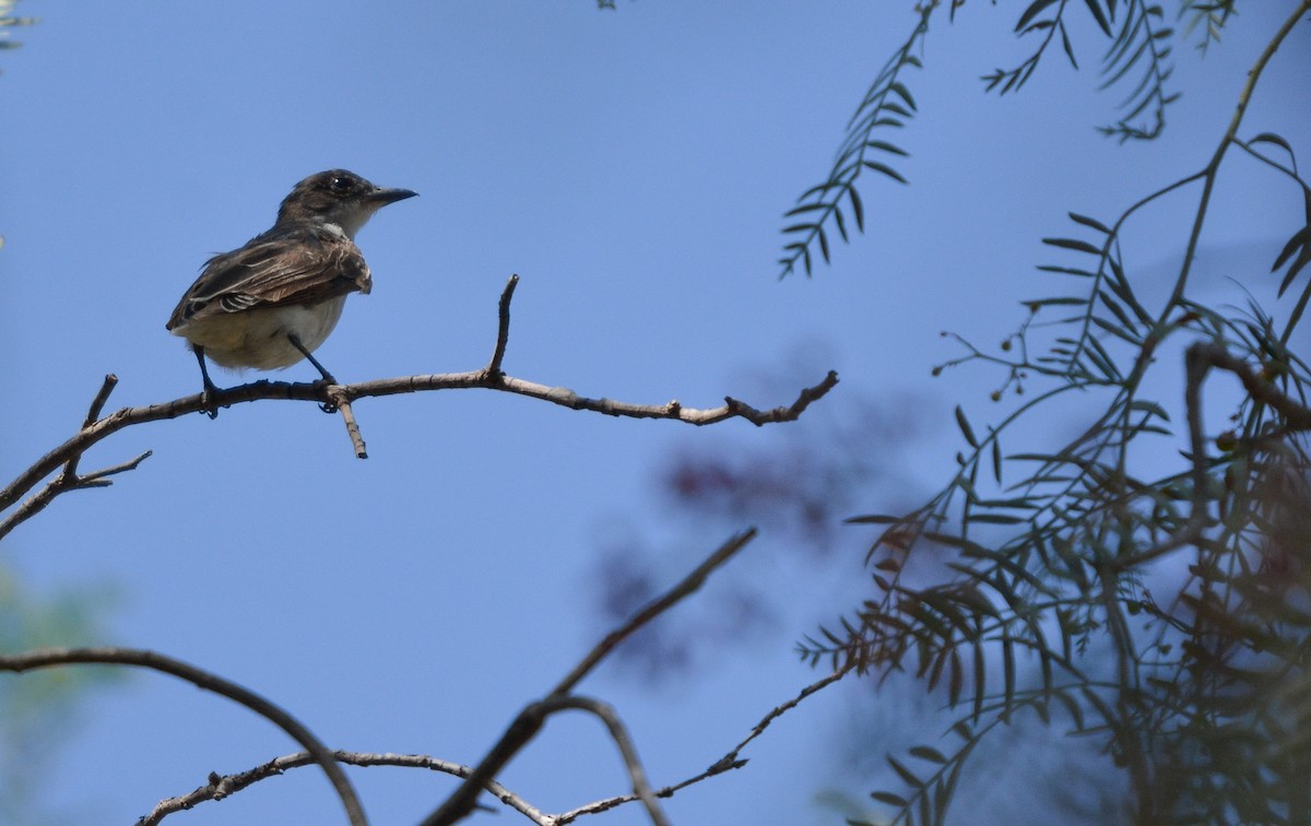 Eastern Kingbird - ML655732342