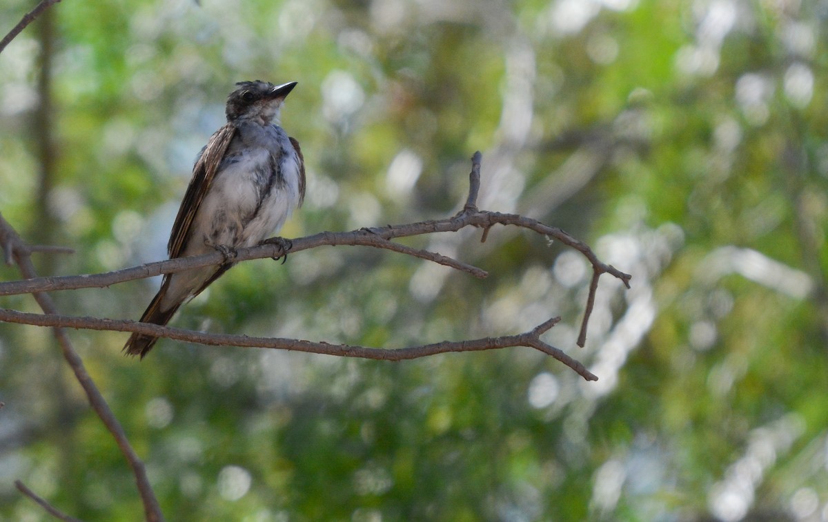 Eastern Kingbird - ML655732343