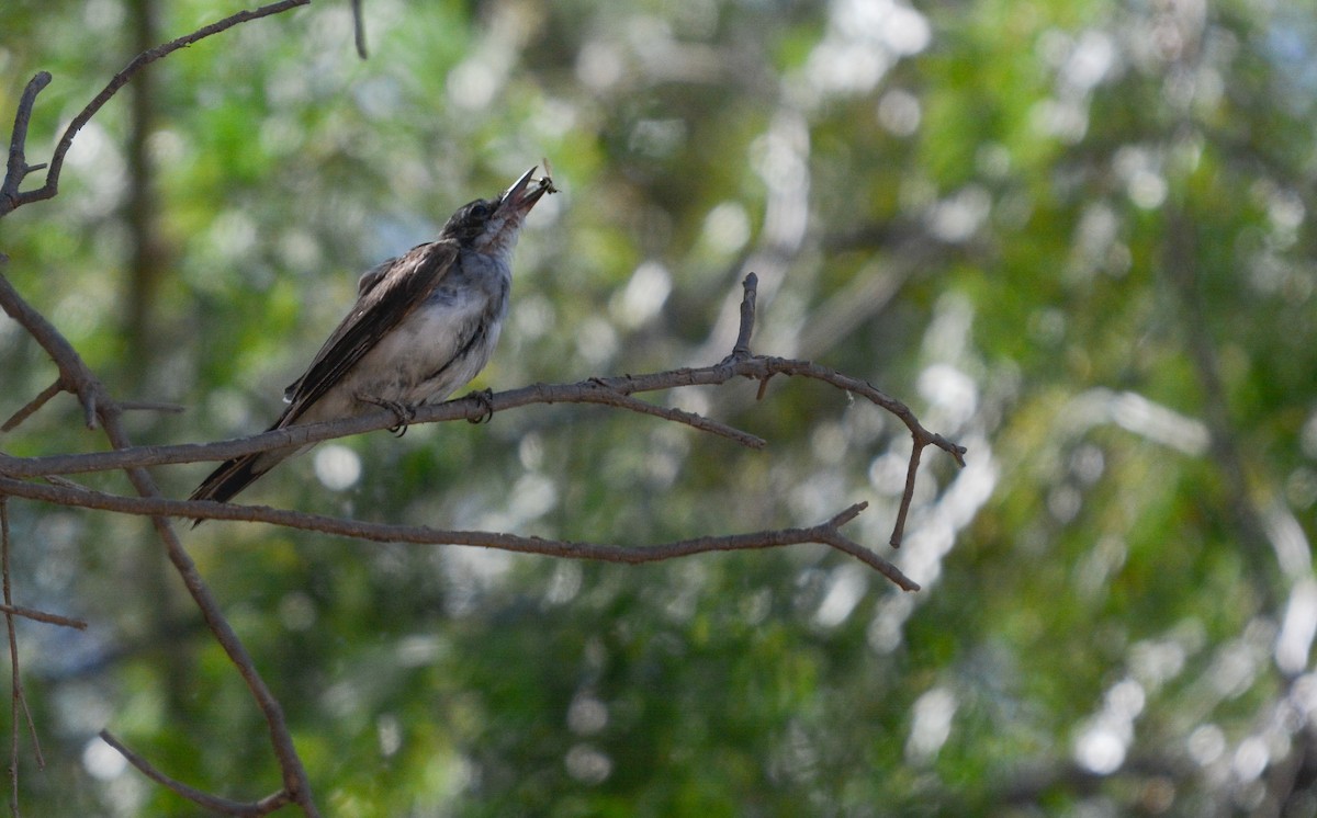 Eastern Kingbird - ML655732344