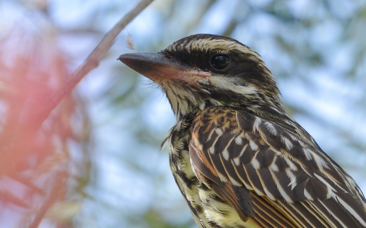 Streaked Flycatcher - ML655732456