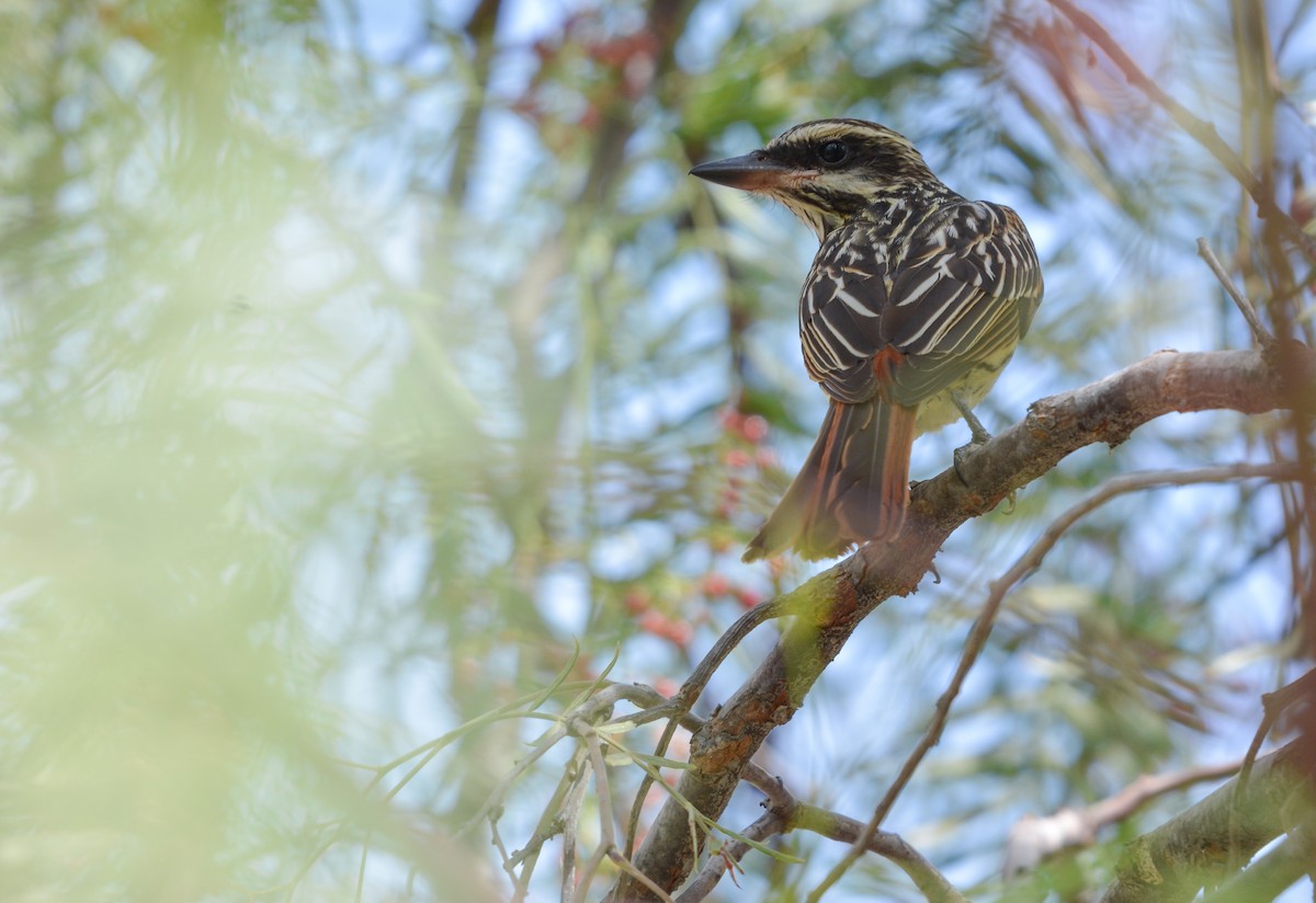 Streaked Flycatcher - ML655732457