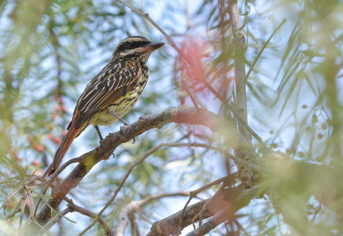 Streaked Flycatcher - ML655732458