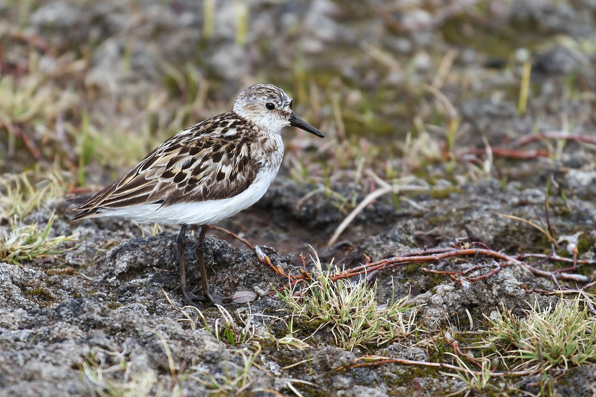 Semipalmated Sandpiper - ML65573411