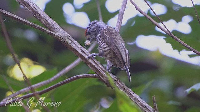 White-barred Piculet - ML655734139