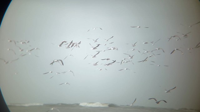 Elegant Tern - ML655735292