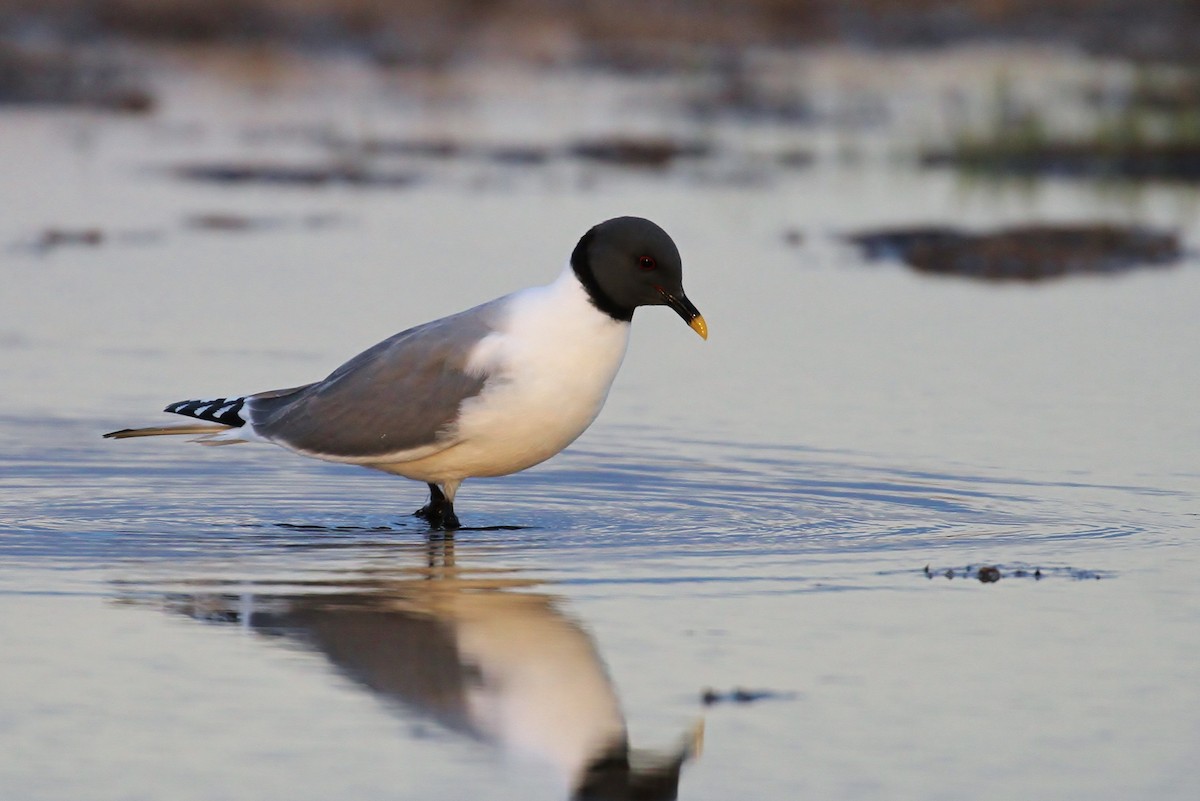 Sabine's Gull - Alex Lamoreaux