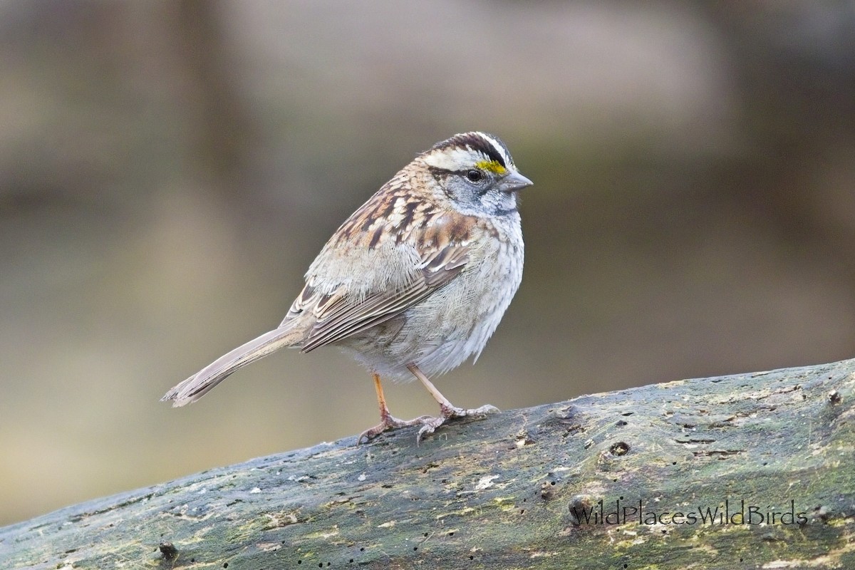White-throated Sparrow - ML655737259