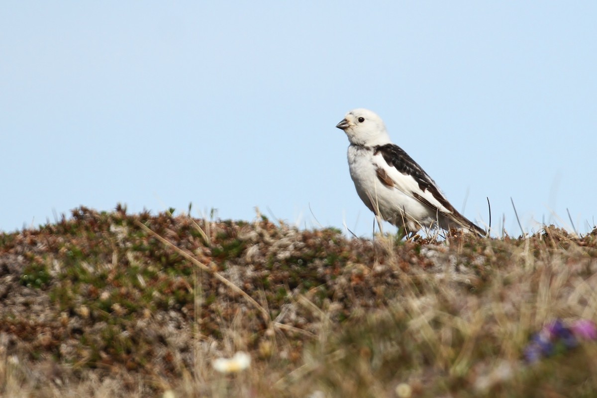 Snow Bunting - Alex Lamoreaux