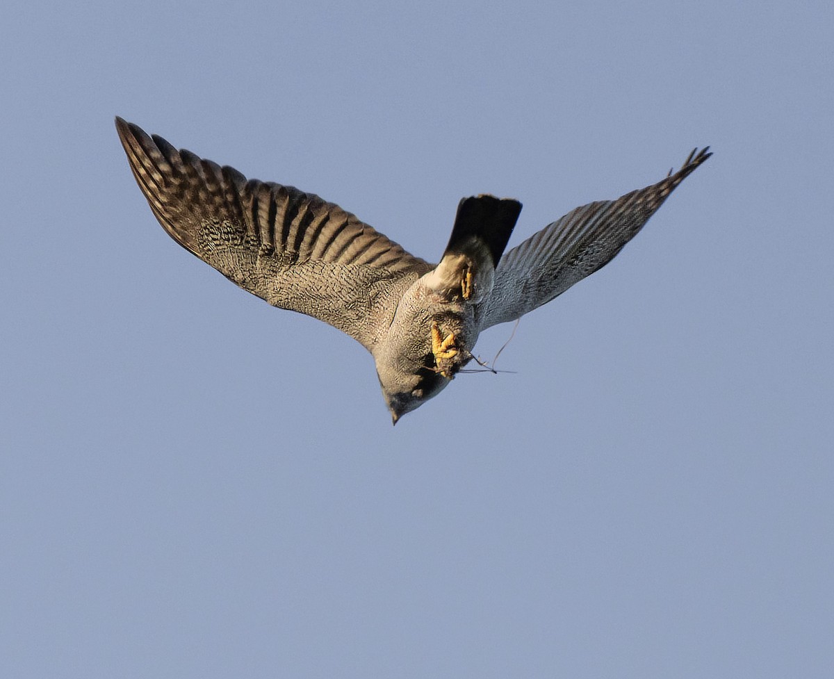 American Goshawk - ML655739197