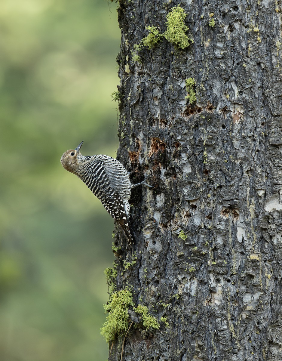 Williamson's Sapsucker - ML655739216