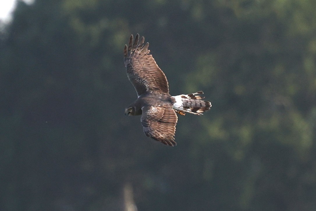 Northern Harrier - ML655740260