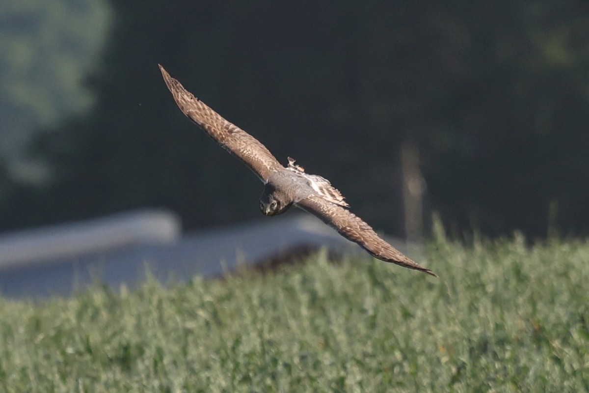 Northern Harrier - ML655740289