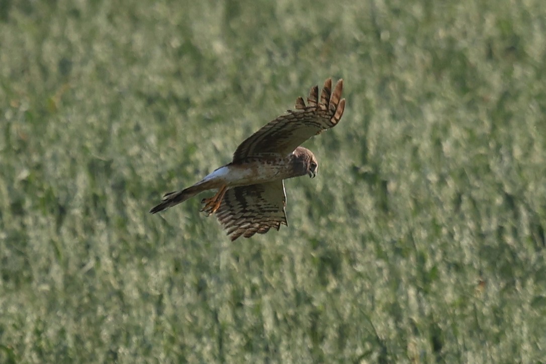 Northern Harrier - ML655740304