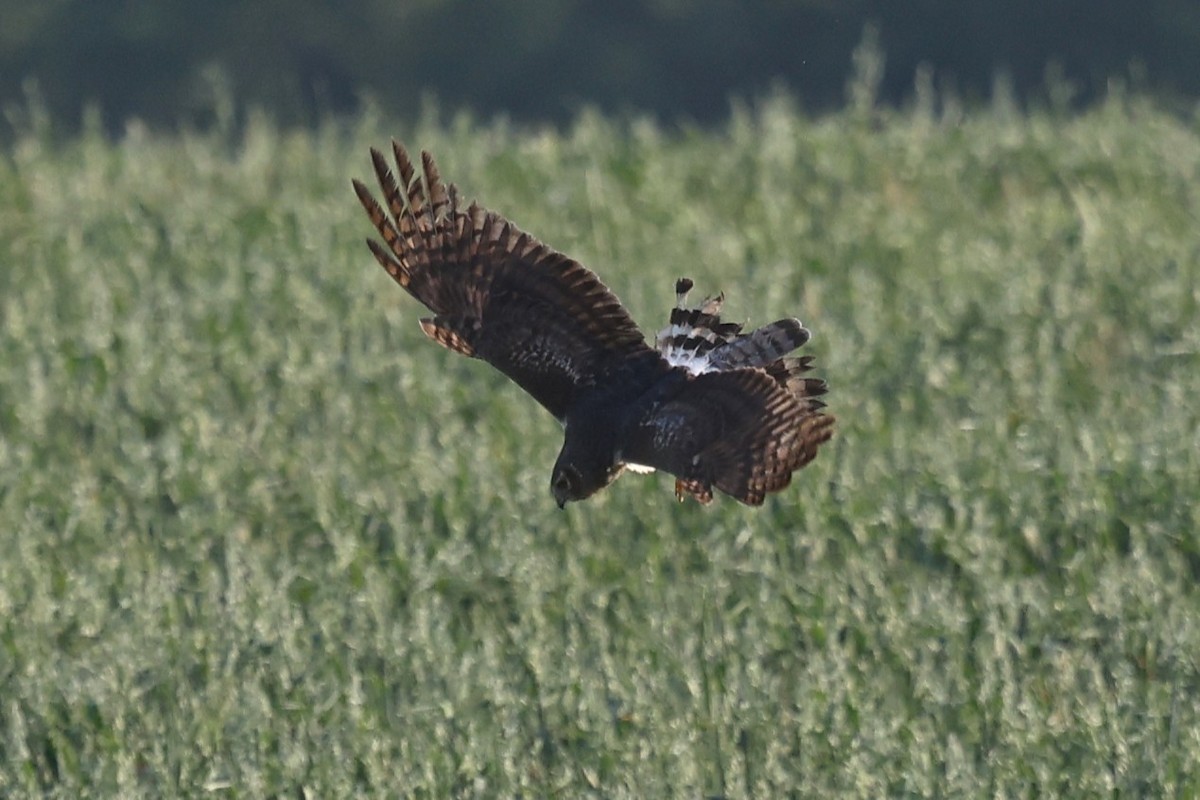 Northern Harrier - ML655740330