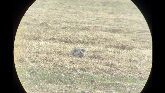 Sharp-tailed Grouse - ML655740842