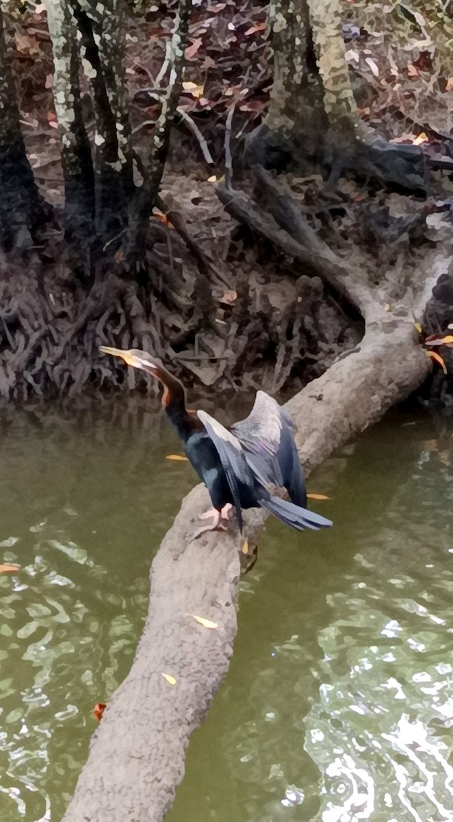 Anhinga australiarra - ML655742719