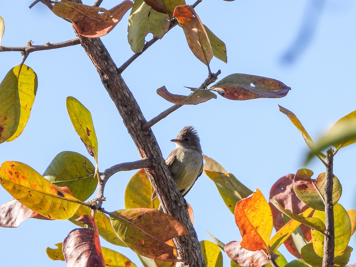 Plain-crested Elaenia - ML655745551