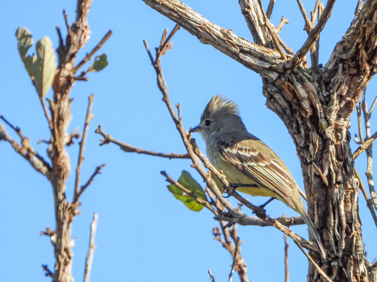 Plain-crested Elaenia - ML655745560