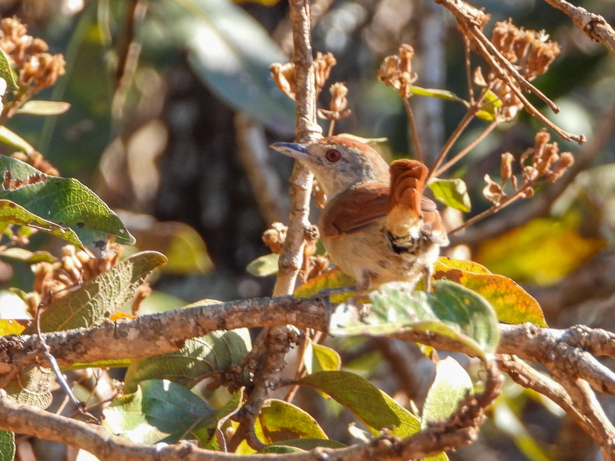 Rufous-winged Antshrike - ML655745580