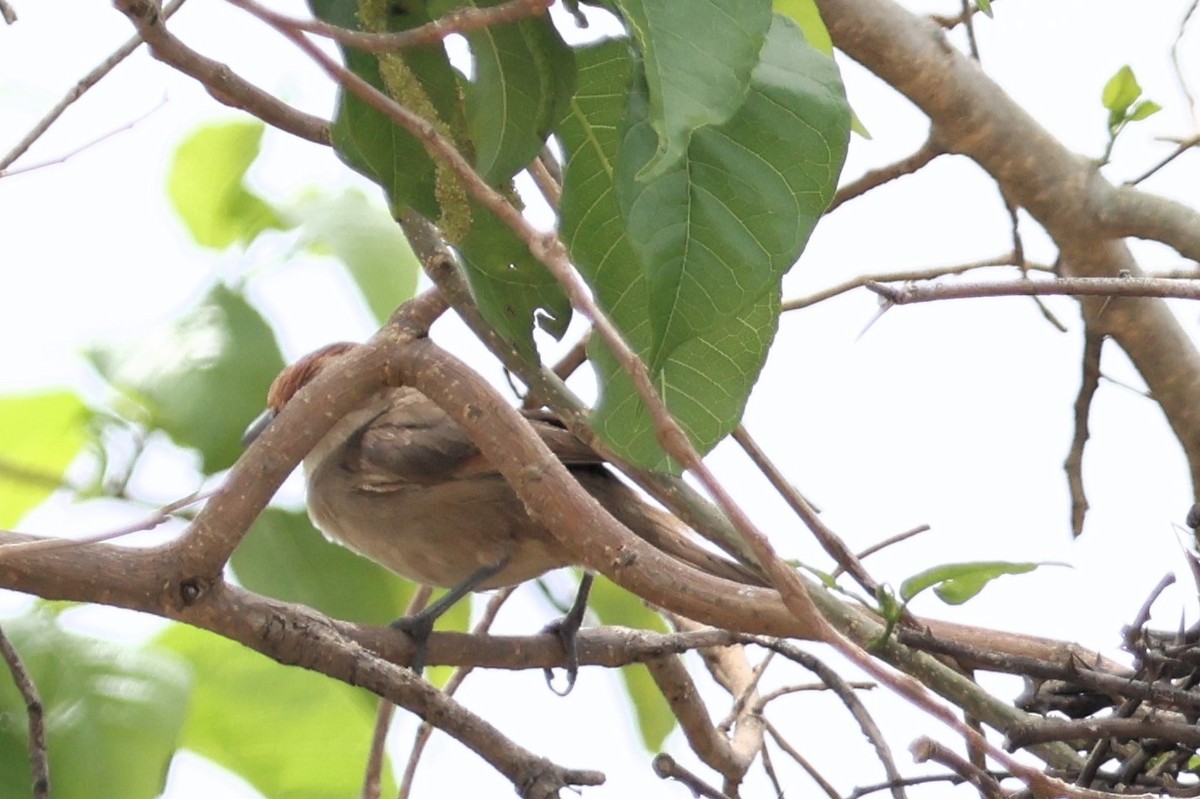 Rufous-fronted Thornbird - ML655745691
