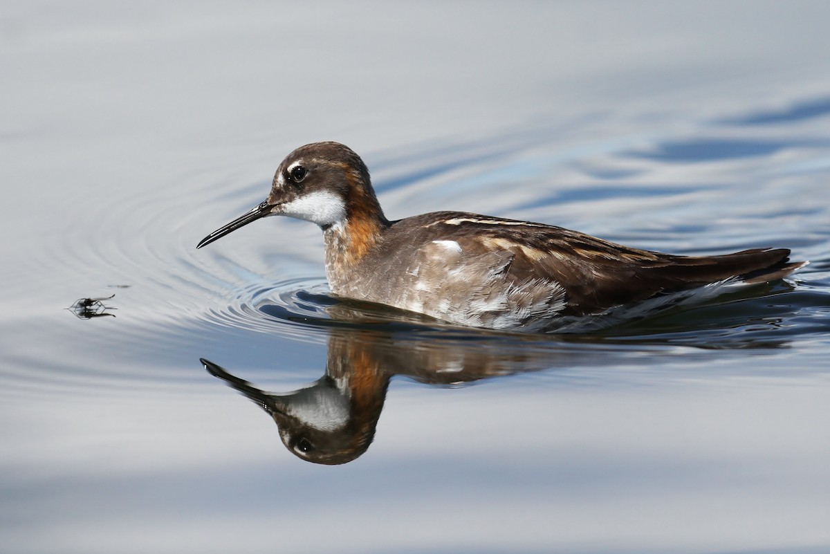 Phalarope à bec étroit - ML65574651