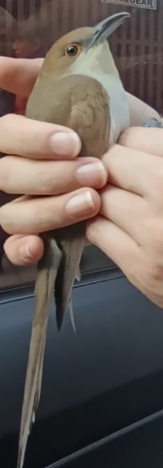 Black-billed Cuckoo - ML655749523