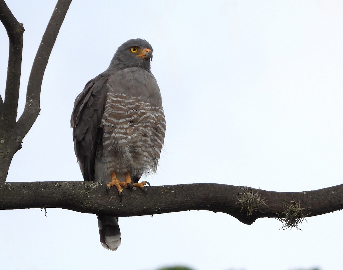Roadside Hawk (Northern) - ML655751247