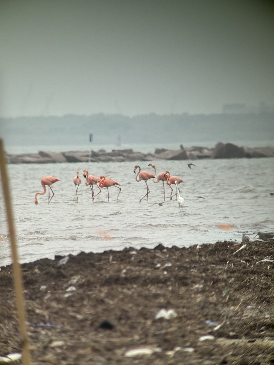 American Flamingo - ML655751390