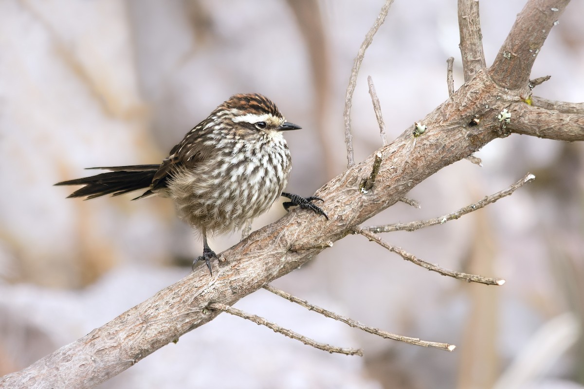 Andean Tit-Spinetail - ML655751836