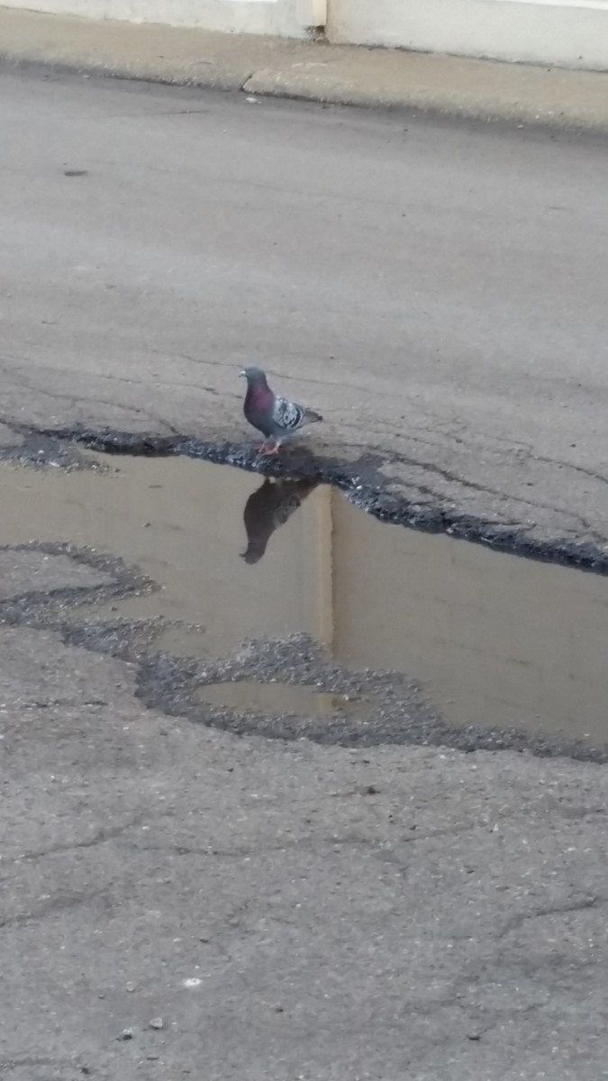 Rock Pigeon (Feral Pigeon) - ML65575261