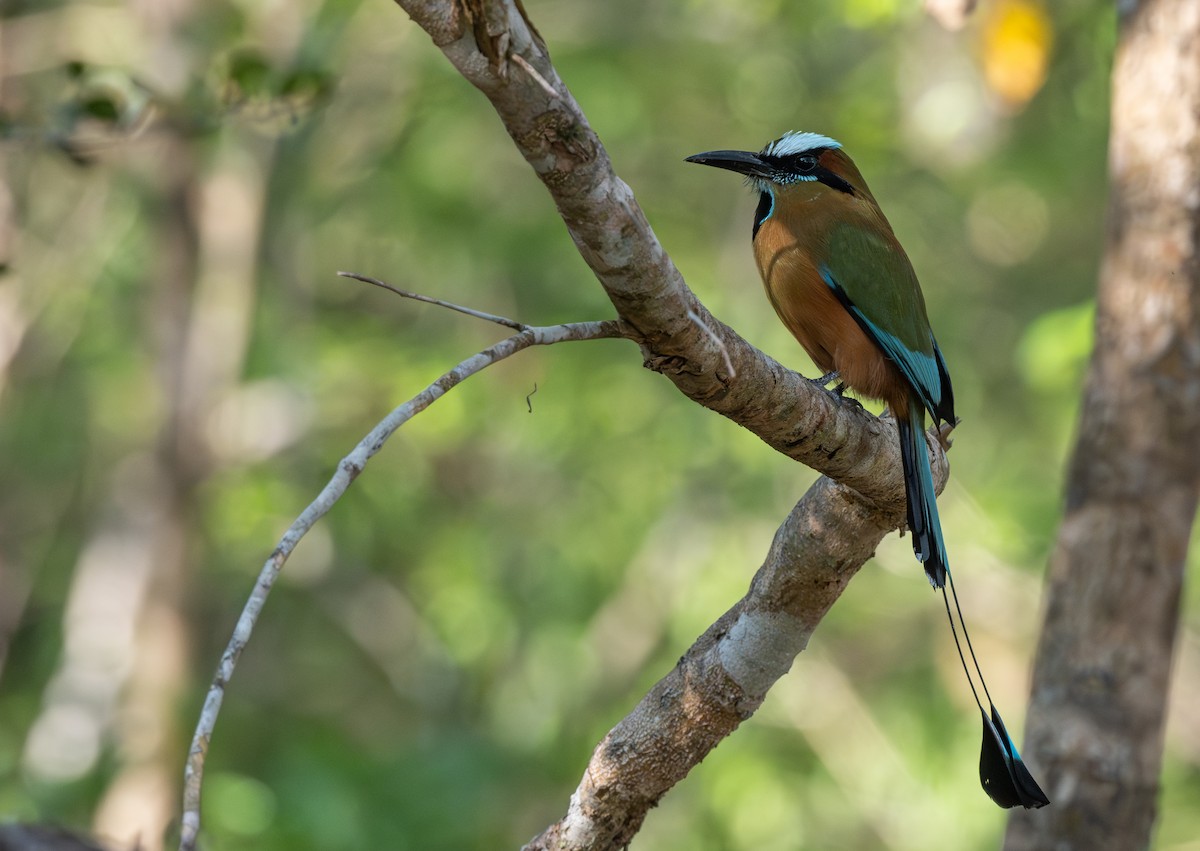 Momoto Cejiazul - ML655752792