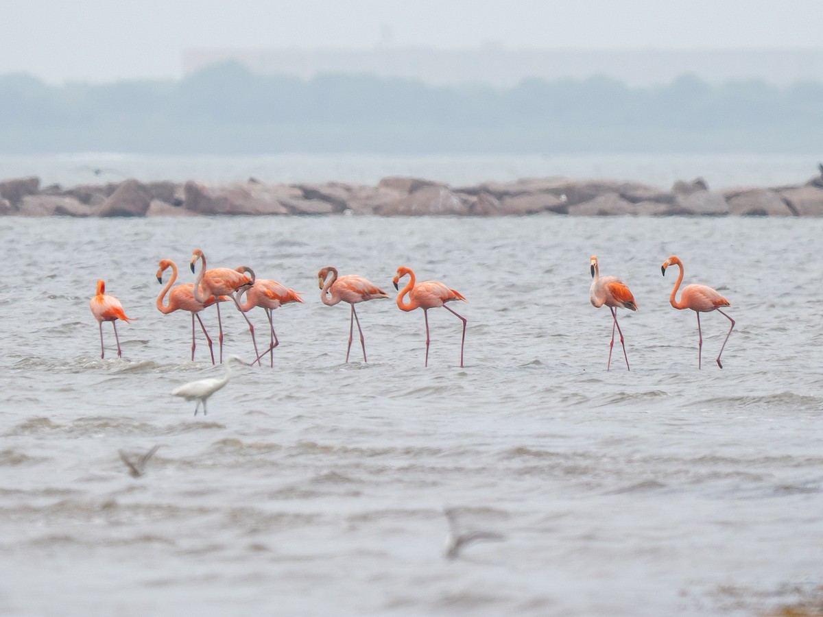 American Flamingo - ML655753035