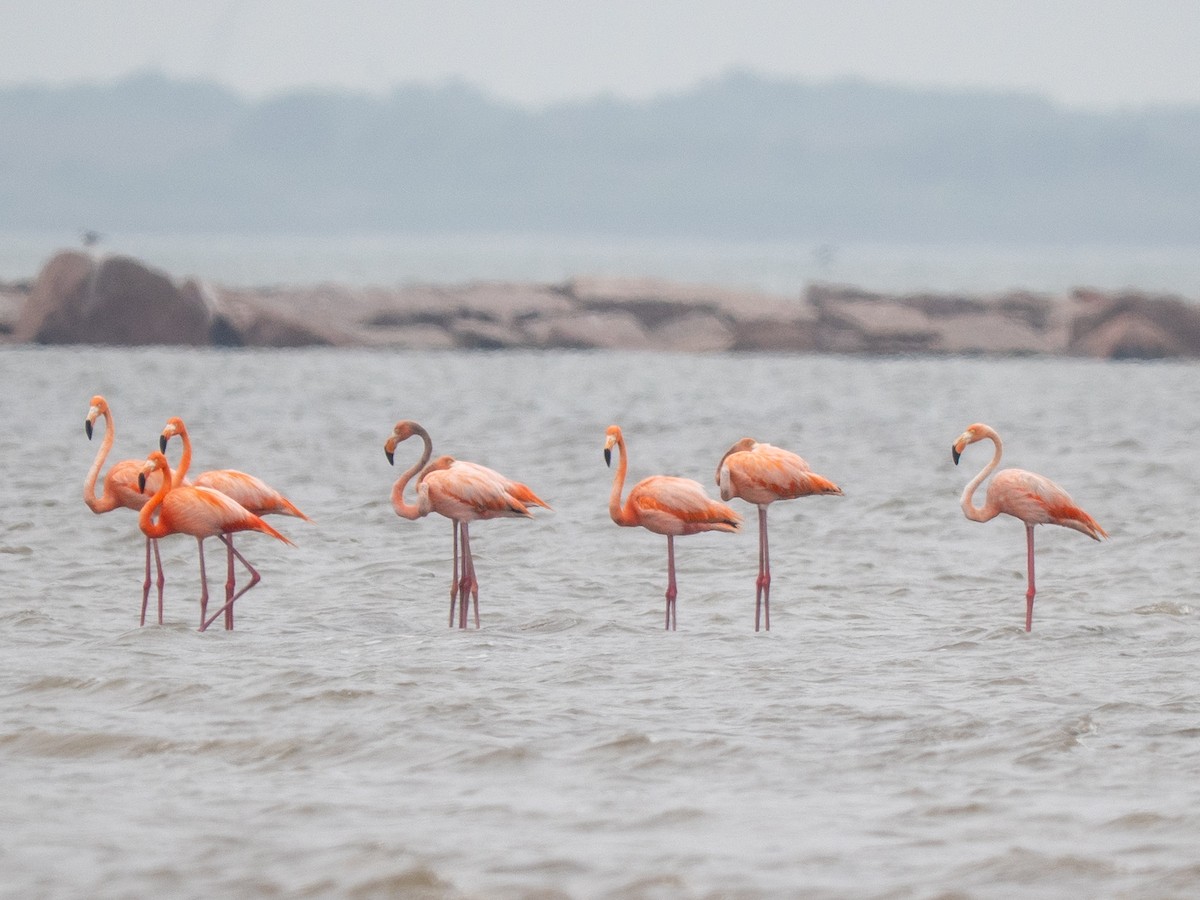American Flamingo - ML655753036