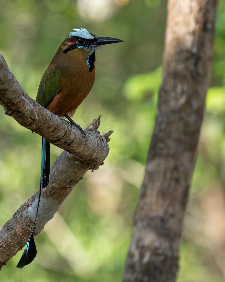 Momoto Cejiazul - ML655753225