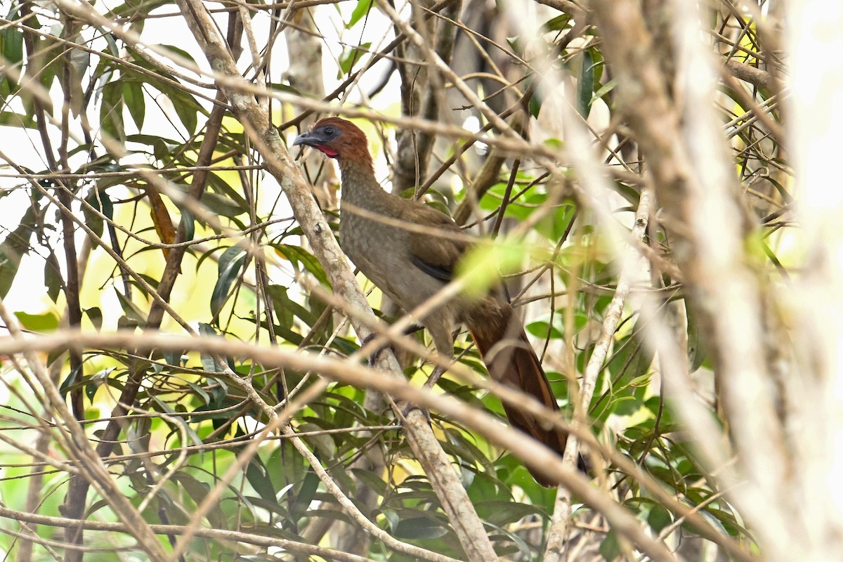 Variable Chachalaca - ML655753252