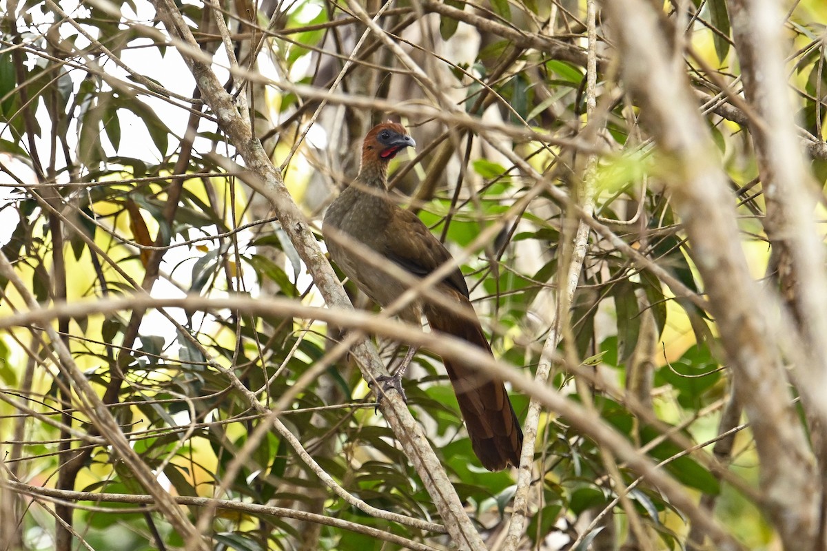 Variable Chachalaca - ML655753253
