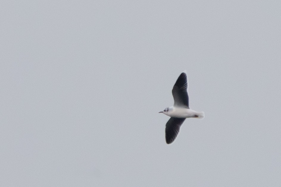 Mouette pygmée - ML655754394