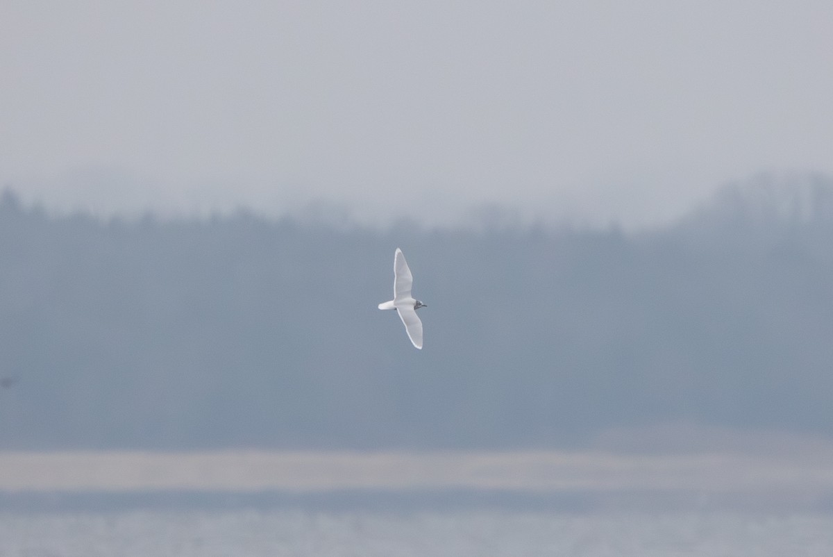 Mouette pygmée - ML655754395