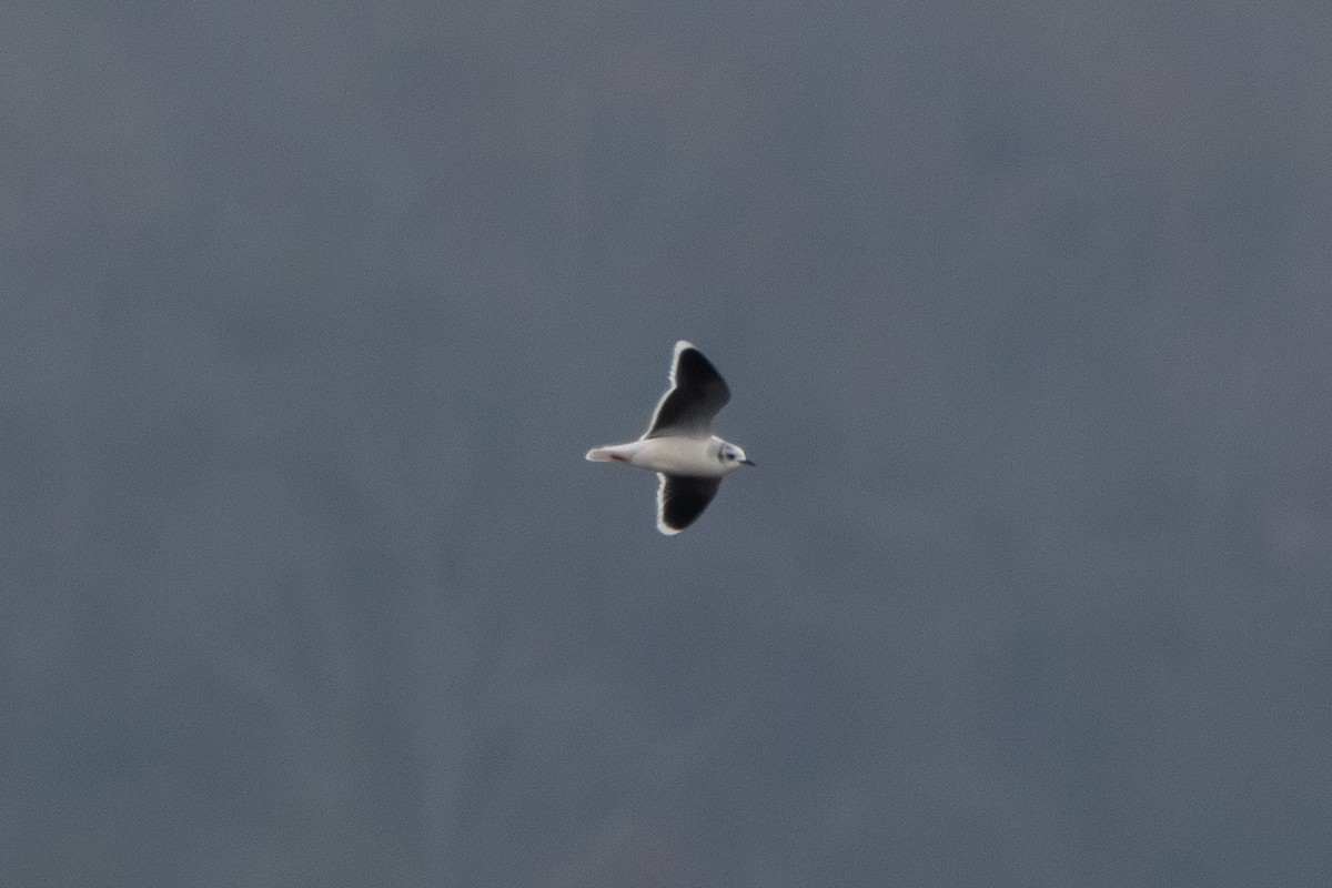 Mouette pygmée - ML655754396