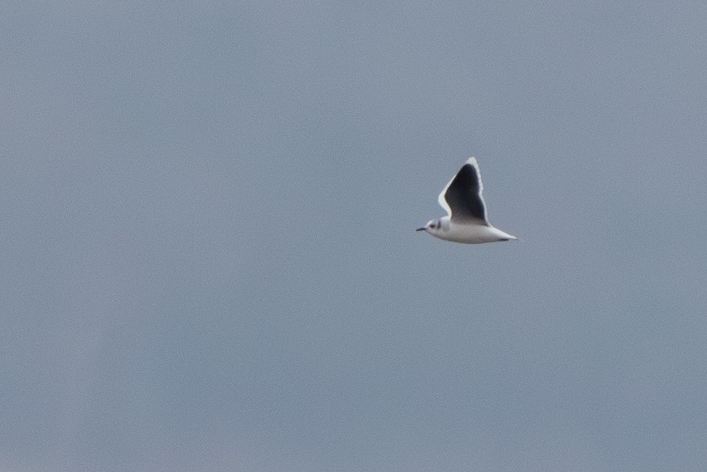 Mouette pygmée - ML655754397