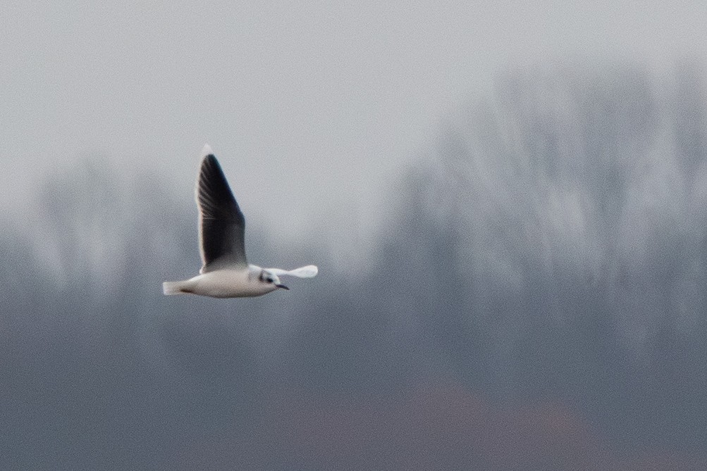 Mouette pygmée - ML655754398