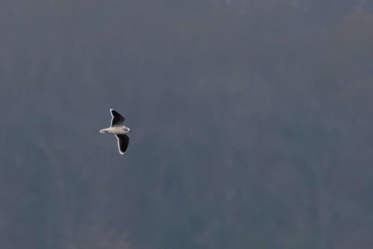 Mouette pygmée - ML655754399