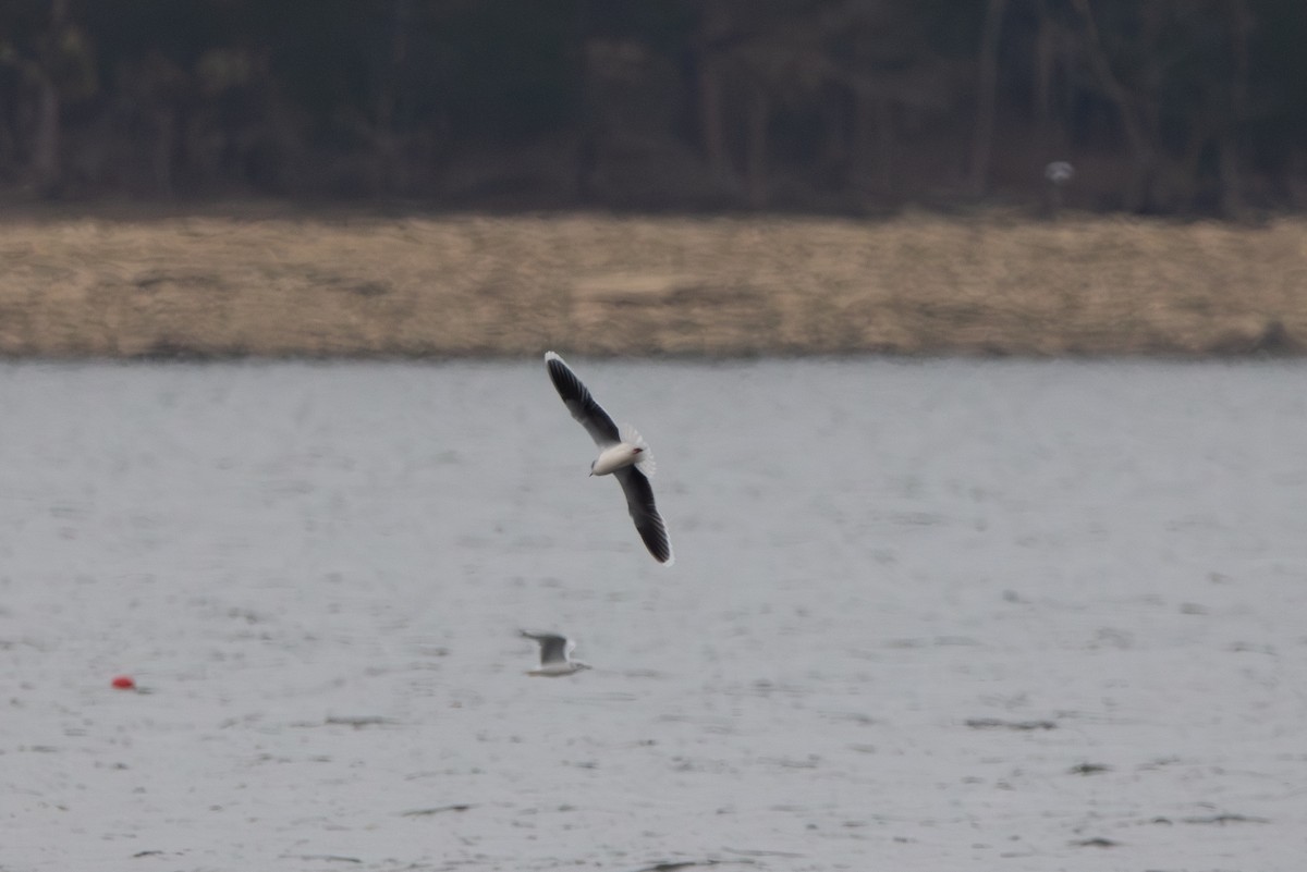 Mouette pygmée - ML655754400