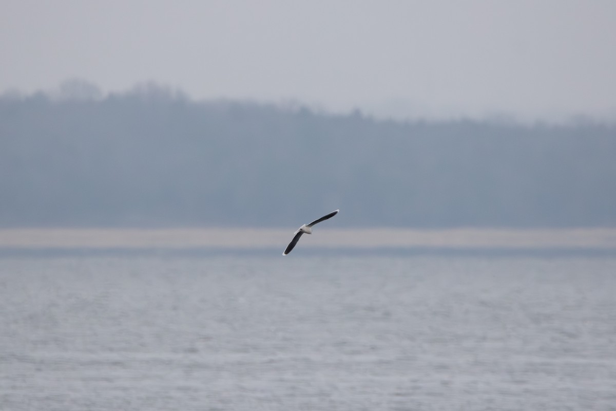 Mouette pygmée - ML655754401