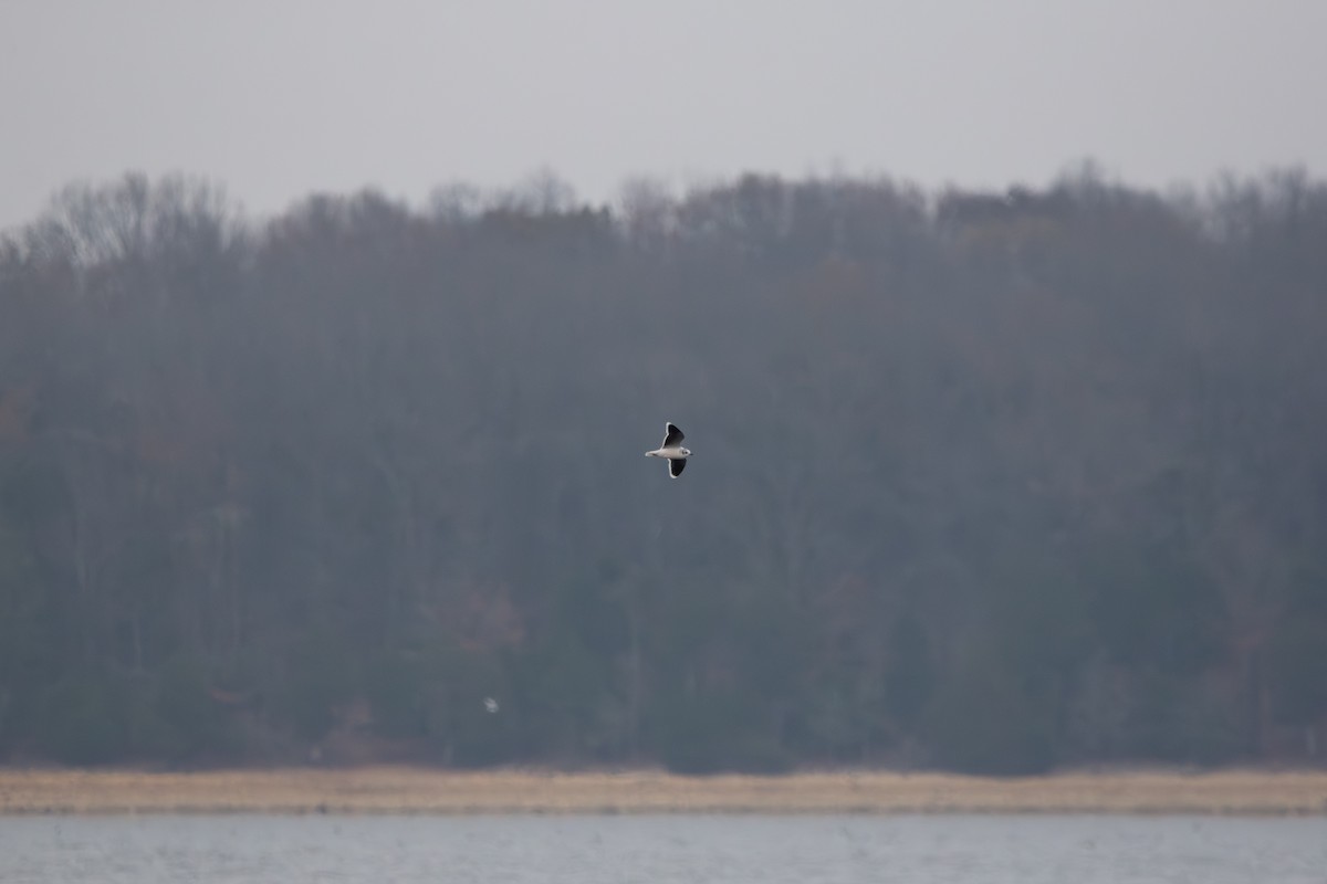 Mouette pygmée - ML655754402