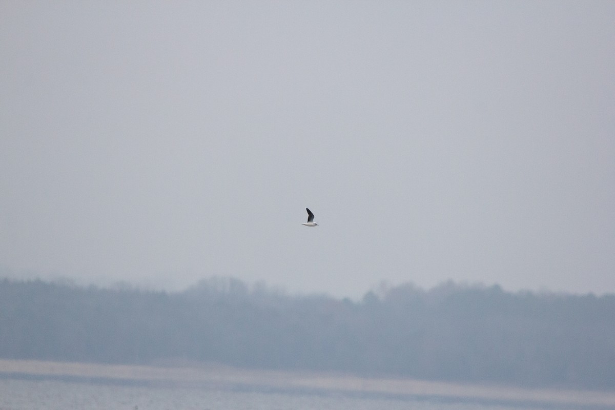 Mouette pygmée - ML655754404